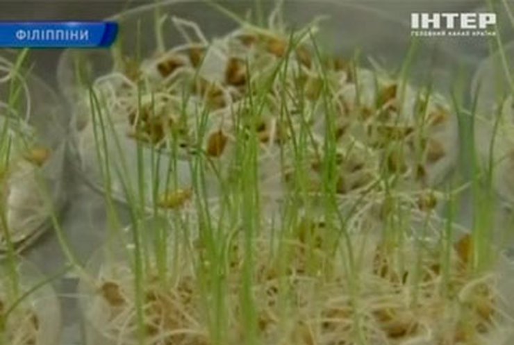 На Филиппинах вывели рис, который может расти в сложных условиях
