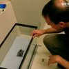 Ученые заставят бегать роботов, как ящериц