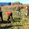 Хмельницкие милиционеры обнаружили полтора гектара конопли