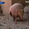 Символом ЧМ по футболу-2014 стал броненосец