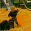 В британском зоопарке гориллы с нежностью играли с годовалым ребенком