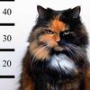 Шведская полиция за воровство арестовала кота
