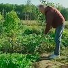 Немцы все больше овощей выращивают на дачах