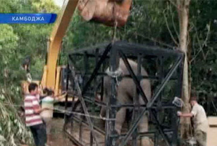 Слон устроил дебош в Камбодже