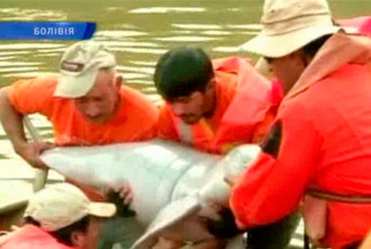 В Боливии запретили охоту на розовых дельфинов