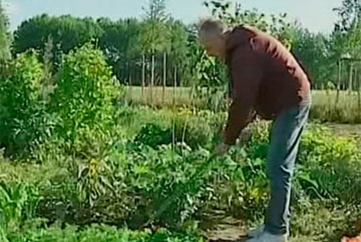 Немцы все больше овощей выращивают на дачах