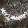 В России рабочие, копавшие гравий, нашли бивень мамонта
