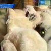 В Австрии отара овец зашла в спортивный магазин