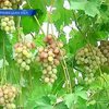 Черновицкий фермер вывел 200 сортов винограда в собственном дворе