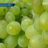Агроном-экспериментатор на Буковине вырастил 200 сортов винограда