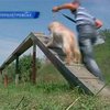 В Днепропетровске прошли соревнования юных кинологов