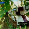 Французские изобретатели создали робота-винодела