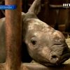 В голландском зоопарке родился белый носорог