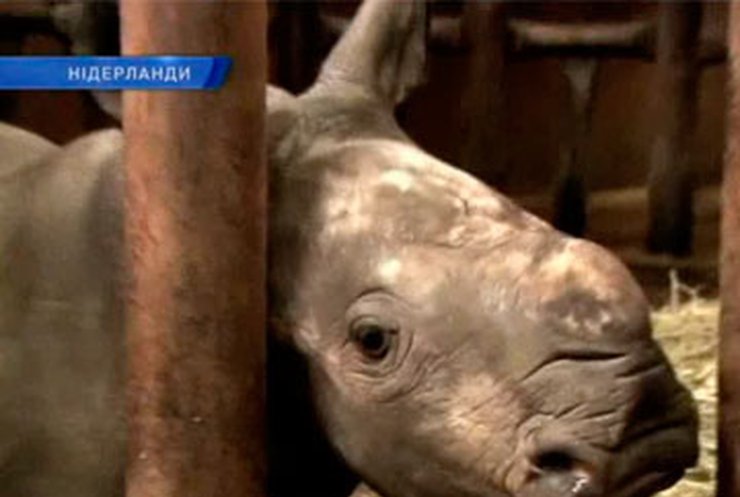 Зоопарк голландского Арнема пополнился детенышем носорога