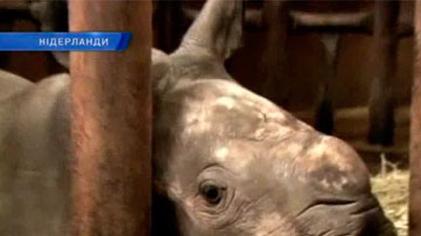 Зоопарк голландского Арнема пополнился детенышем носорога