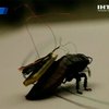Американские ученые создают тараканов-спасателей