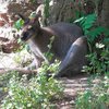 Туристы поймали кенгуру в одесском парке
