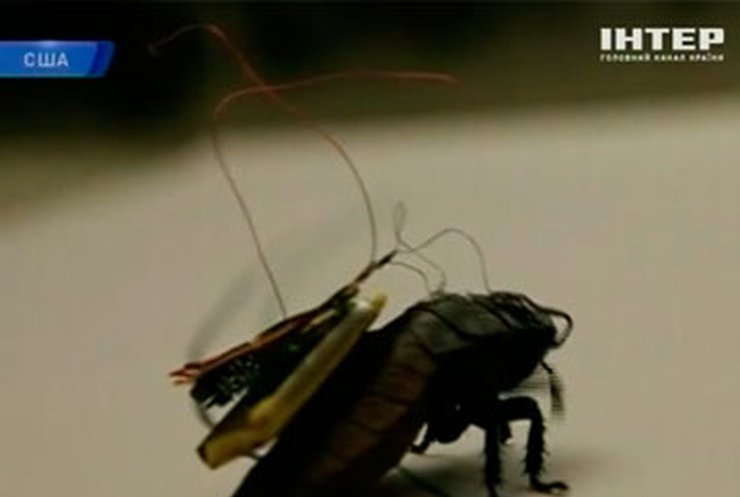 Американские ученые создают тараканов-спасателей