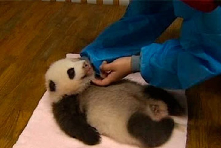 Китайский заповедник показал 8 детенышей панд