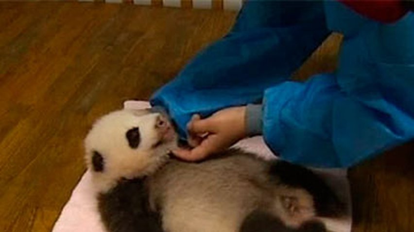 Китайский заповедник показал 8 детенышей панд