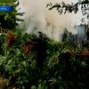 Мексиканские военные уничтожили 50 тонн марихуаны