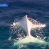 Австралийские спасатели сняли редкого белого горбатого кита