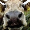 На Виннитчине обнаружено коровье бешенство