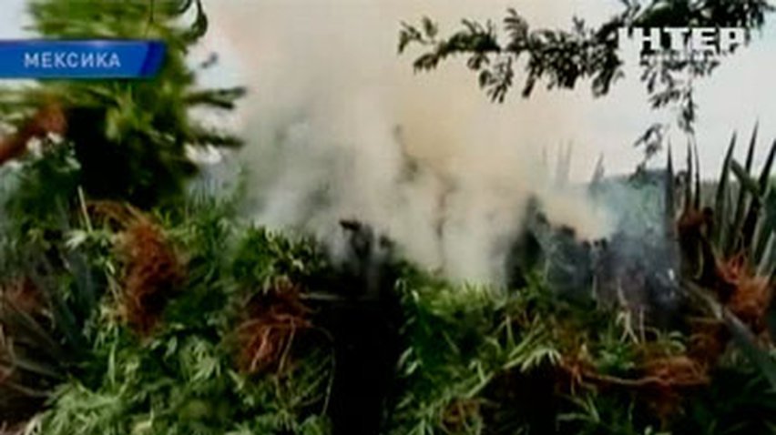 Мексиканские военные уничтожили 50 тонн марихуаны