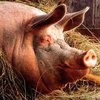 Американского фермера съели его собственные свиньи