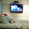 В Нью-Йорке открыли люкс-гостиницу для собак