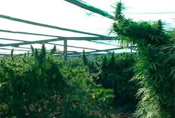 У жителя Мелитополя изъяли 500 килограмм марихуаны