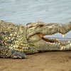 Из-за наводнений деревни Нигерии заполнили крокодилы и змеи
