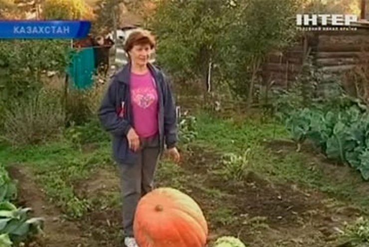 Жительница Казахстана вырастила 70-килограммовую тыкву