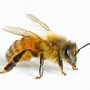 Во Франции пчелы собрали разноцветный мед на помойке M&M's