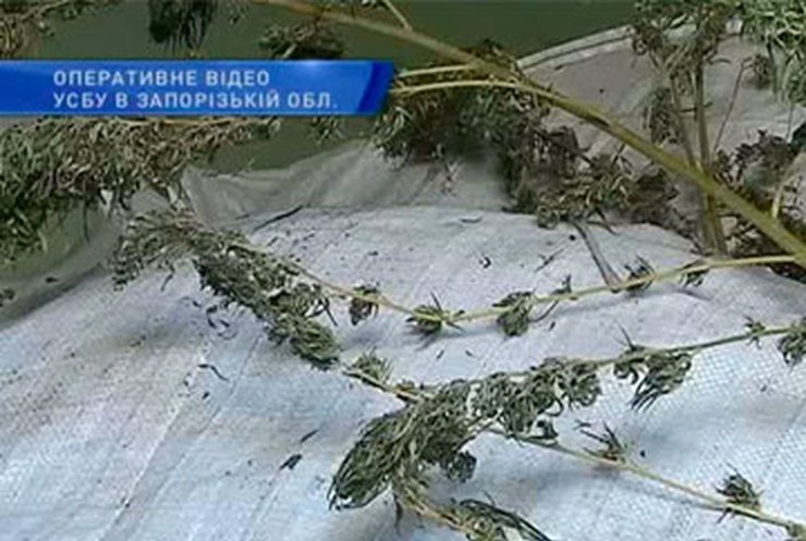 СБУ "накрыла" плантацию конопли в Запорожской области