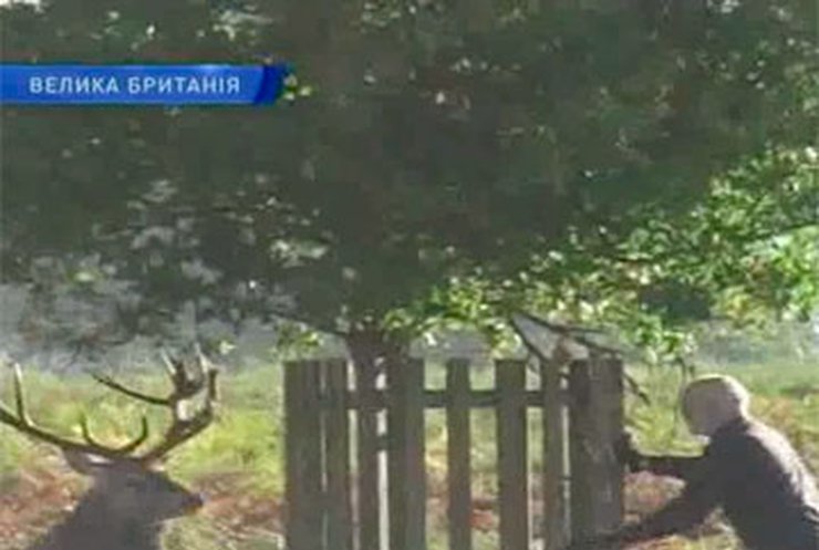В лондонском парке рассерженный олень загнал британца на дерево