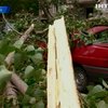 В Одессе деревом раздавило несколько автомобилей