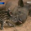 В израильском зоопарке родился маленький тапир