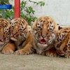 В мексиканском зоопарке показали четырех бенгальских тигрят
