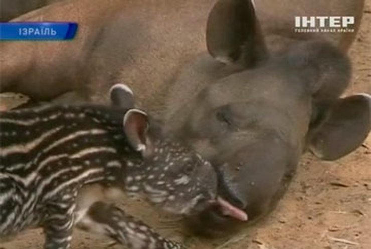 В израильском зоопарке родился маленький тапир