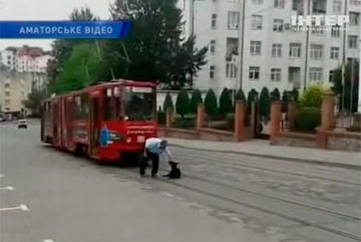 Одесская собака, не уступившая дорогу трамваю, стала звездой YouTube