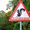 Питерских водителей будут предупреждать о белках на дорогах