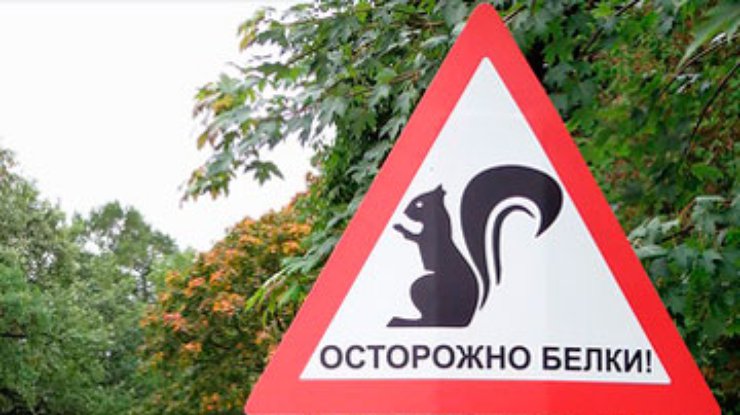 Питерских водителей будут предупреждать о белках на дорогах