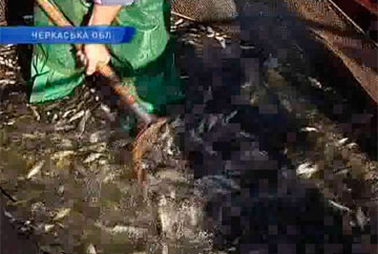 Кременчугское водохранилище пополнили 20 тоннами малька рыбы