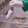 Американские биологи признали мышей лучшими вокалистами