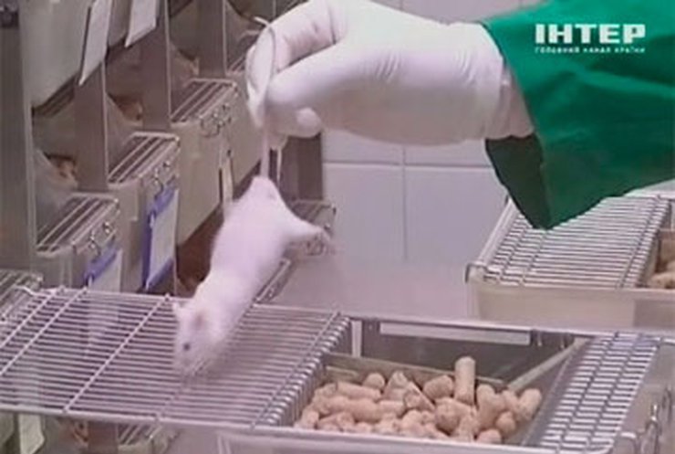 Американские биологи признали мышей лучшими вокалистами