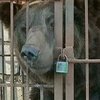 На Хмельнитчине циркового медведя держат в тесной клетке
