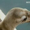 Перуанские зоологи спасли от погибели трех морских львов