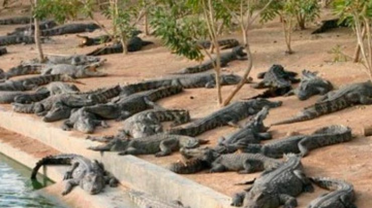С вьетнамской фермы сбежали сотни крокодилов