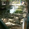 С фермы на юге Вьетнама сбежали сотни крокодилов